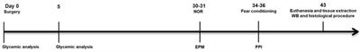 Anandamide Effects in a Streptozotocin-Induced Alzheimer’s Disease-Like Sporadic Dementia in Rats